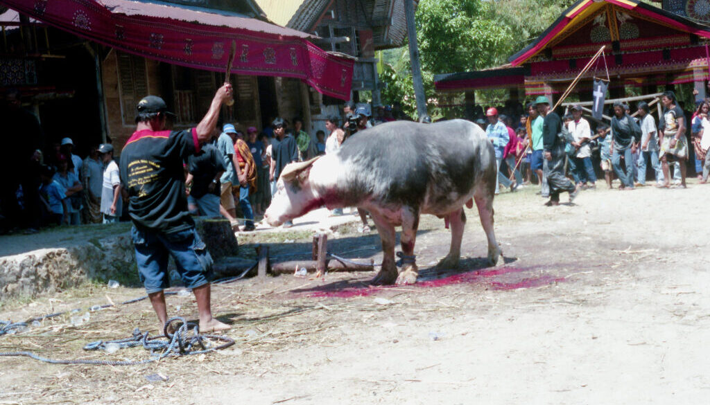 “RAMBU SOLO'” Menenun Duka di Tengah Meriahnya Sebuah Pesta 4